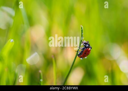 Coccinelle sur de belles fleurs jaunes de gros plan au printemps nature prairie flou coucher de soleil ciel, macro, flou. Toile de fond fleurie tranquille Banque D'Images