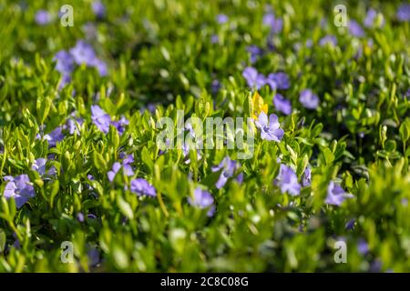 Bannière printanière de beaux jacinthes violettes. Panorama paysage, espace de copie. Banque D'Images