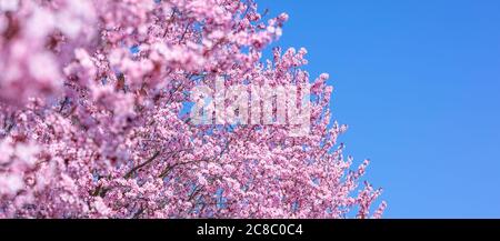 Magnifique sakura en fleur de cerisier au printemps sur ciel bleu. Bordure de printemps ou art de fond avec fleur rose. Belle scène de nature avec floraison Banque D'Images