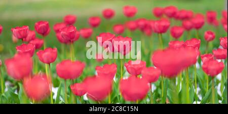 Gros plan de tulipes roses dans un domaine de tulipes roses. Magnifique fond de nature printanière. Romantique printemps tulipes fleur belle dans la plante de jardin Banque D'Images