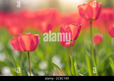 Gros plan de tulipes roses dans un domaine de tulipes roses. Magnifique fond de nature printanière. Romantique printemps tulipes fleur belle dans la plante de jardin Banque D'Images