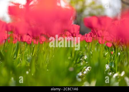 Gros plan de tulipes roses dans un domaine de tulipes roses. Magnifique fond de nature printanière. Romantique printemps tulipes fleur belle dans la plante de jardin Banque D'Images