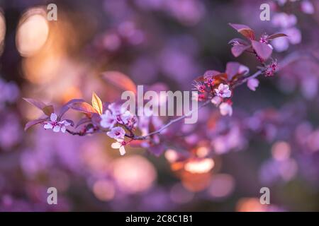 Vue en gros plan sur la fleur de cerisier dans la lumière du coucher du soleil, bokeh dram. Printemps nature fond, fleurs coucher de soleil nature. Lumière du soleil magique, printemps Banque D'Images