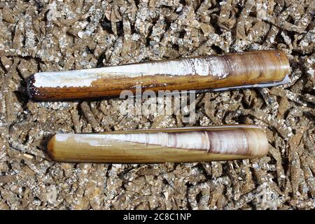 Pod Razorshells Ensis siliqua sur un lit de Sand Mason Worm tubes Lanice conchilega Banque D'Images