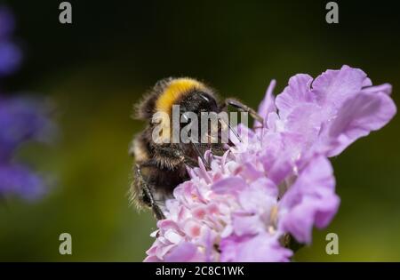 Gros plan d'une abeille collectant le nectar d'une fleur blanche en été. Banque D'Images