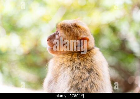 Dos d'un singe qui tourne la tête latéralement avec quelques arbres hors de focus sur l'arrière-plan au Maroc Banque D'Images