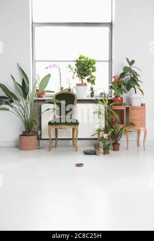 Intérieur de la maison avec chaise et plantes en pot par fenêtre Banque D'Images