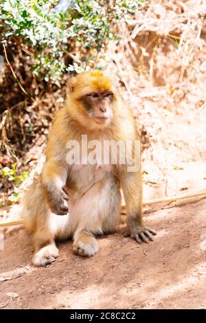 Photo verticale d'un singe assis sur le sol dans un terrain aride au Maroc Banque D'Images