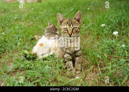 Tabby chaton gris assis dans le jardin d'été en herbe verte Banque D'Images