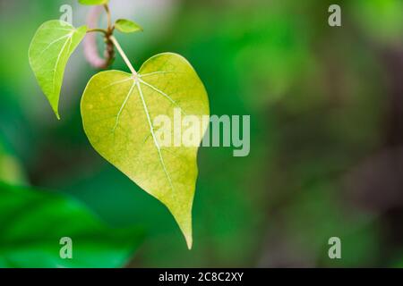 Feuille en forme de coeur sur fond vert de forêt. Symbole de l'amour comme concept écologique de la nature. Banque D'Images
