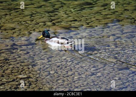 Le canard sauvage nage dans l'eau claire. Nature Banque D'Images
