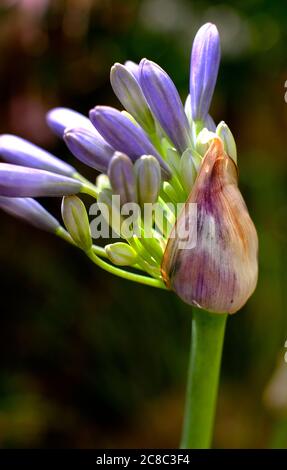 fleur d'agapanthe émergeante provenant de la capsule de la capsule dans le jardin anglais, norfolk, angleterre Banque D'Images