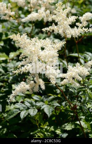 Astilbe Bumalda jardin Astilbe Falce chèvres barbe fausse spirea bumalda fleurs Banque D'Images