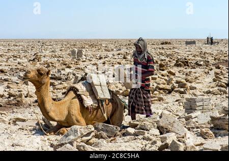 Un berger afar chargeant un dromadaire avec des plaques de sel d'un poids unique de 7 kg, à Hamadela, Danakil Dépression, région d'Afar, Éthiopie Banque D'Images