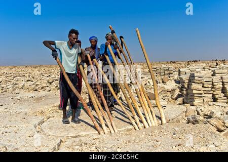 Les travailleurs du sel cassent avec des crossbars en bois les blocs de sel de la croûte de sel du lac Assale, près de Hamadela, Danakil Dépression, région d'Afar, Ethiopie Banque D'Images