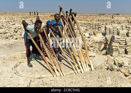 Les travailleurs du sel cassent avec des crossbars en bois les blocs de sel de la croûte de sel du lac Assale, près de Hamadela, Danakil Dépression, région d'Afar, Ethiopie Banque D'Images