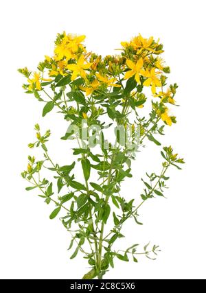 Le millepertuis fleurit, isolé sur fond blanc. Fleurs Hypericum gros plan. Banque D'Images