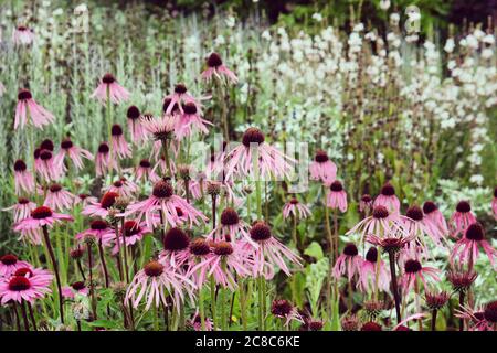 Echinacea pallida, ou communément appelé Pale Purple Conefellower, en fleur pendant les mois d'été Banque D'Images