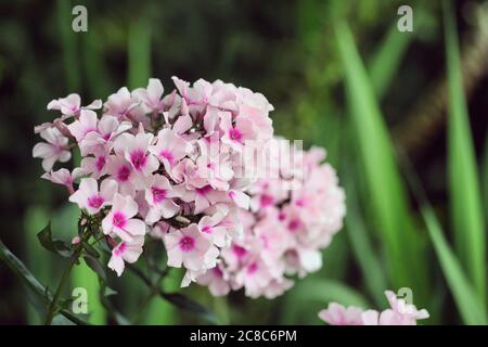 Jardin Phlox paniculata 'flamme' oeil blanc en fleur Banque D'Images