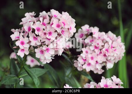 Jardin Phlox paniculata 'flamme' oeil blanc en fleur Banque D'Images