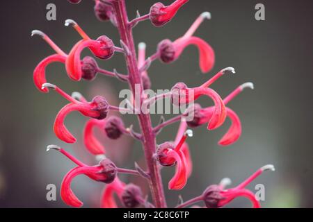 Lobelia cardinalis, fleur cardinale rouge en fleur Banque D'Images