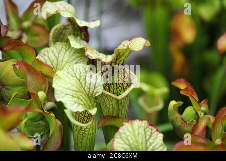 Picherplant de trompette à plateau blanc Banque D'Images