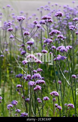 Verbena bonariensis abeille et insecte attirant plante de jardin de chalet Banque D'Images