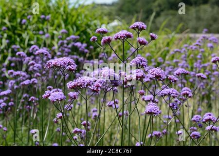 Verbena bonariensis abeille et insecte attirant plante de jardin de chalet Banque D'Images