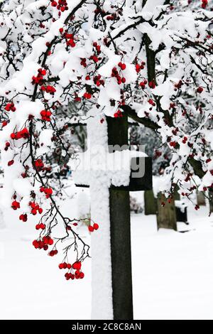 Croix de granit recouverte de neige ancienne encadrée de baies rouges dans un vieux cimetière dans une photo de Noël de stock hiver Banque D'Images