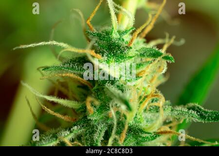 Photo macro marijuana. Cannabis sativa bourgeon gros plan, fond flou Banque D'Images