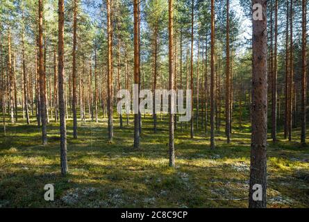 Jeune forêt de pins européens éclaircis ( Pinus sylvestris ) poussant à l'esker de l'âge de la glace à l'été , Lintharju Finlande Banque D'Images