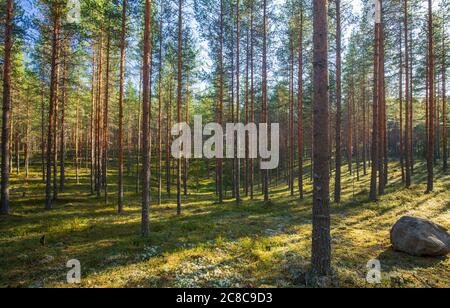 Jeune forêt de pins européens éclaircis ( Pinus sylvestris ) poussant à l'esker de l'âge de la glace à l'été , Lintharju Finlande Banque D'Images