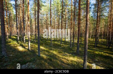 Jeune forêt de pins européens éclaircis ( Pinus sylvestris ) poussant à l'esker de l'âge de la glace à l'été , Lintharju Finlande Banque D'Images