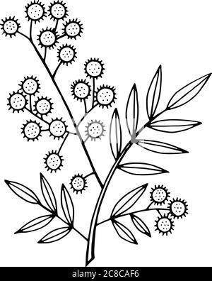 Branche Mimosa - page de coloriage. Motif floral et motif de dessin animé isolé. Illustration vectorielle Illustration de Vecteur