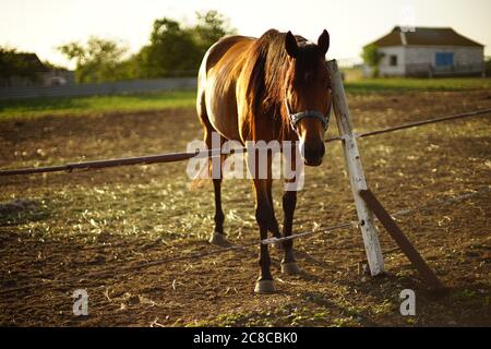 Portrait d'un cheval brun paître dans un enclos par jour d'été. Banque D'Images