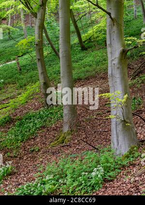 Ail sauvage dans les bois de Millington sur les Yorkshire Wolds. Banque D'Images