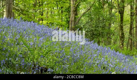 Des cloches dans les bois de Henlly, Beaumaris Banque D'Images