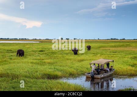 Parc national de Chobe, Botswana - 7 avril 2019 : les touristes en bateau observent les éléphants le long de la rivière Chobe dans le parc national de Chobe, à Botswa Banque D'Images