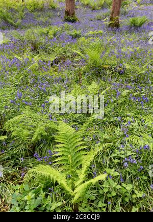 Bluebells dans Henlly's Woods, Beaumaris, Anglesey, pays de Galles, Royaume-Uni Banque D'Images