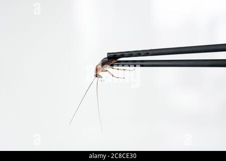 Contient un cafard avec des baguettes chinoises. Insectes comme nourriture. Concept de nourriture étrange exotique Banque D'Images