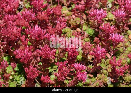 Sedum spirium Dragons sang Stonecrop en fleur Banque D'Images