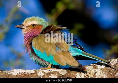 Jeunes rouleur à la breasted lilas (Coracias caudatus) perçant dans un buisson épineux. Photographié dans le parc national de Serengeti, Tanzanie Banque D'Images