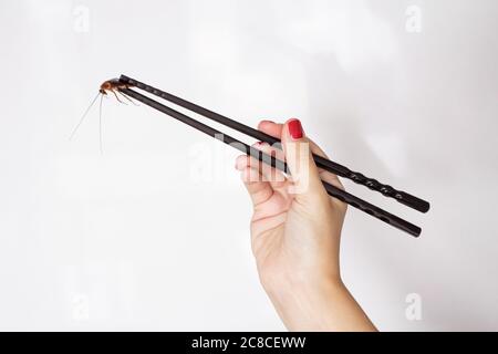 Contient un cafard avec des baguettes chinoises. Insectes comme nourriture. Concept de nourriture étrange exotique Banque D'Images