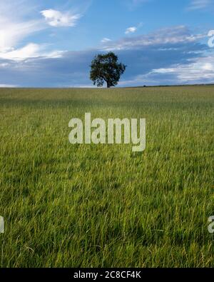 Un arbre solitaire sur la colline d'un champ d'herbe verte, placé contre un ciel bleu vif, quelques nuages blancs dans le ciel pour améliorer la sensation. Banque D'Images