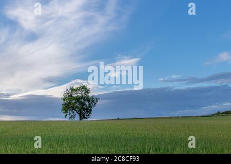 Un arbre solitaire sur la colline d'un champ d'herbe verte, placé contre un ciel bleu vif, quelques nuages blancs dans le ciel pour améliorer la sensation. Banque D'Images