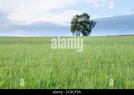 Un arbre solitaire sur la colline d'un champ d'herbe verte, placé contre un ciel bleu vif, quelques nuages blancs dans le ciel pour améliorer la sensation. Banque D'Images