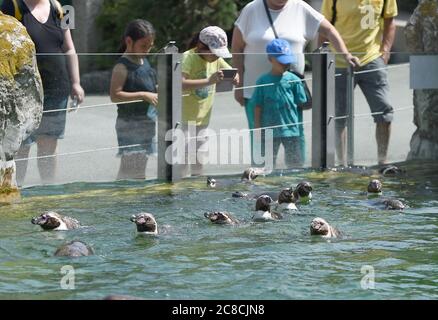 Vienne, Autriche. 23 juillet 2020. Les pingouins Humboldt sont vus au zoo de Schönbrunn à Vienne, Autriche, le 23 juillet 2020. Les touristes sont progressivement retournés au zoo de Schönbrunn, qui a été fermé en raison de la pandémie de COVID-19 et a rouvert à la mi-mai. Crédit: Guo Chen/Xinhua/Alay Live News Banque D'Images