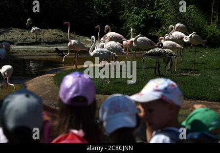 Vienne, Autriche. 23 juillet 2020. Les touristes voient les flamants au zoo de Schönbrunn à Vienne, Autriche, le 23 juillet 2020. Les touristes sont progressivement retournés au zoo de Schönbrunn, qui a été fermé en raison de la pandémie de COVID-19 et a rouvert à la mi-mai. Crédit: Guo Chen/Xinhua/Alay Live News Banque D'Images