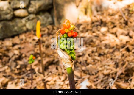 Fruit à la pulsion, Arisaema triphyllum. Fleurs sauvages de printemps. Grappe de baies brillantes - d'abord vertes puis rouges à la fin de l'été et à l'automne. Bois humides Banque D'Images