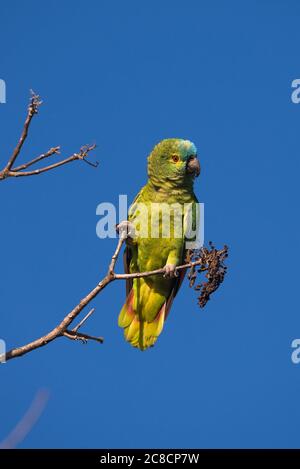 Un perroquet à fronton bleu (Amazona aestiva) du Pantanal du Sud, au Brésil Banque D'Images